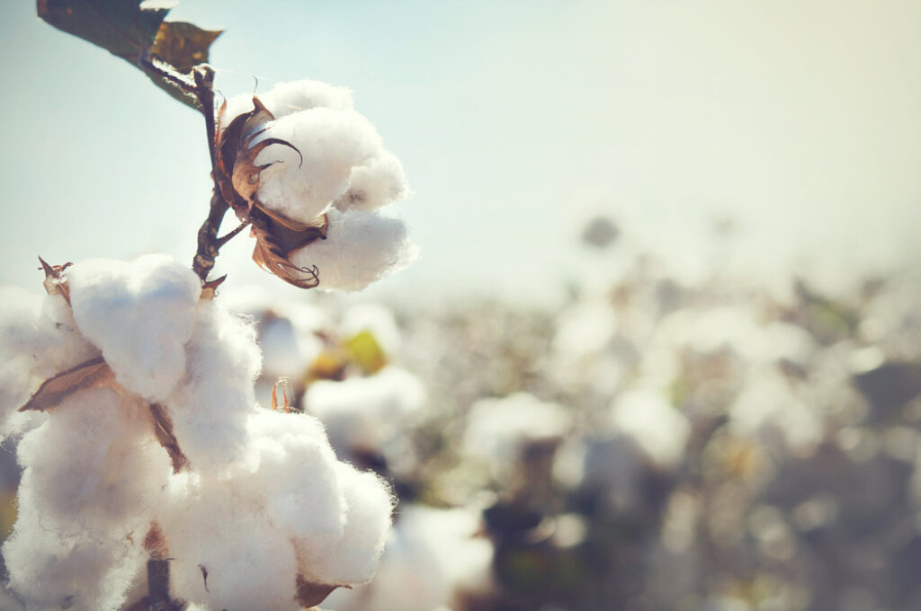 Organic cotton